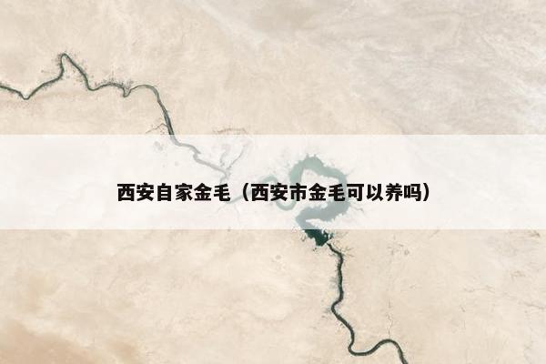 西安自家金毛（西安市金毛可以养吗）