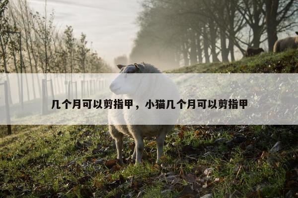 几个月可以剪指甲，小猫几个月可以剪指甲
