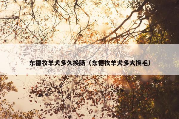 东德牧羊犬多久换肠（东德牧羊犬多大换毛）