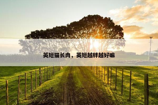 英短猫长肉，英短越胖越好嘛