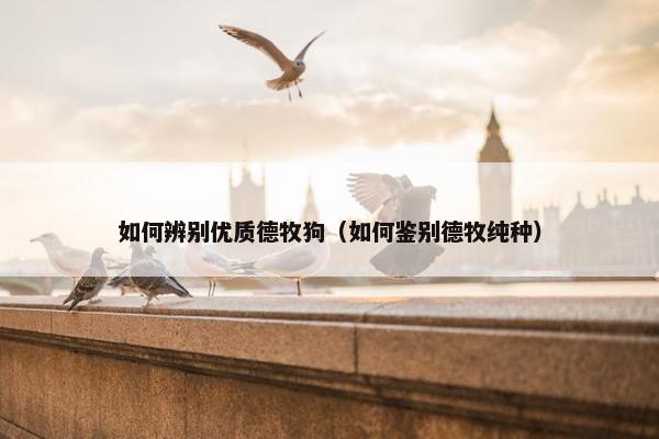 如何辨别优质德牧狗（如何鉴别德牧纯种）