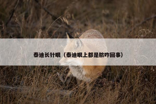 泰迪长针眼（泰迪眼上都是脓咋回事）