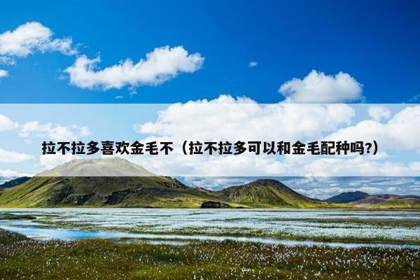 拉不拉多喜欢金毛不（拉不拉多可以和金毛配种吗?）