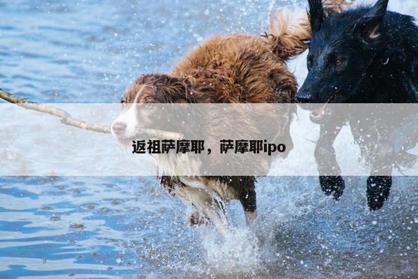 返祖萨摩耶，萨摩耶ipo