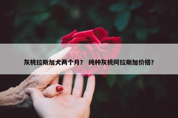 灰桃拉斯加犬两个月？ 纯种灰桃阿拉斯加价格？