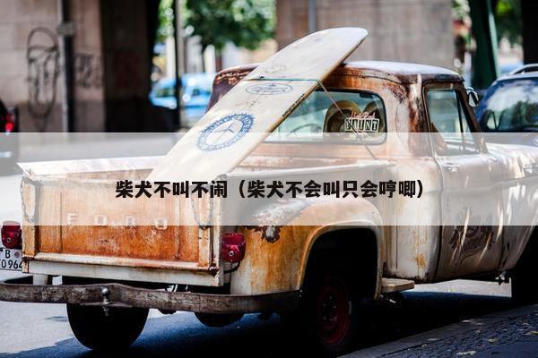 柴犬不叫不闹（柴犬不会叫只会哼唧）