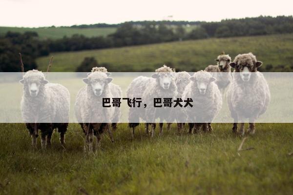 巴哥飞行，巴哥犬犬