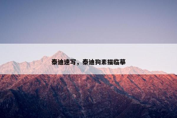 泰迪速写，泰迪狗素描临摹