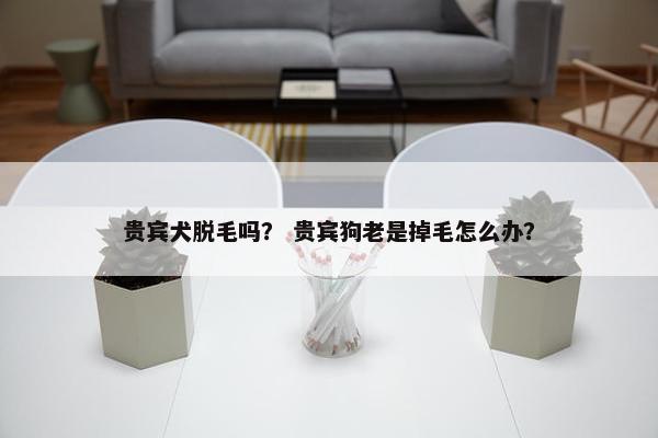 贵宾犬脱毛吗？ 贵宾狗老是掉毛怎么办？