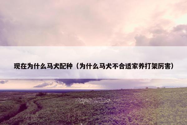 现在为什么马犬配种（为什么马犬不合适家养打架厉害）