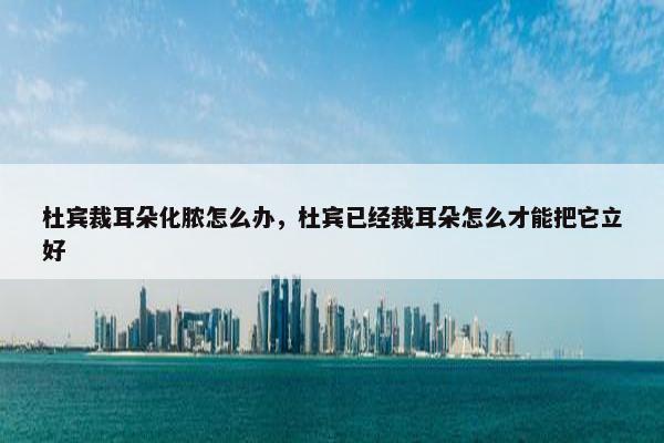 杜宾裁耳朵化脓怎么办，杜宾已经裁耳朵怎么才能把它立好