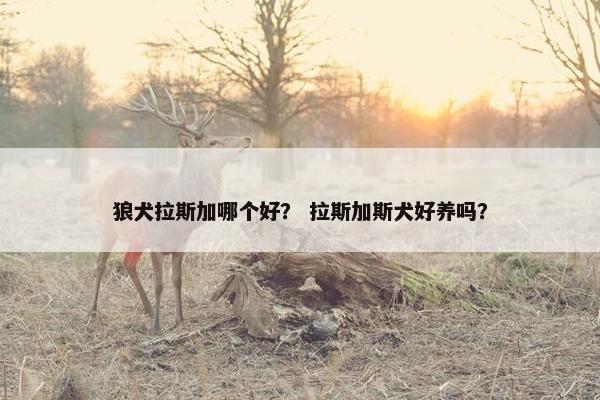 狼犬拉斯加哪个好？ 拉斯加斯犬好养吗？