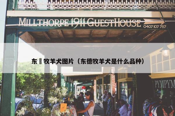 东徳牧羊犬图片（东德牧羊犬是什么品种）