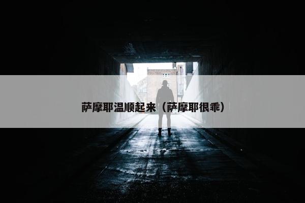 萨摩耶温顺起来（萨摩耶很乖）