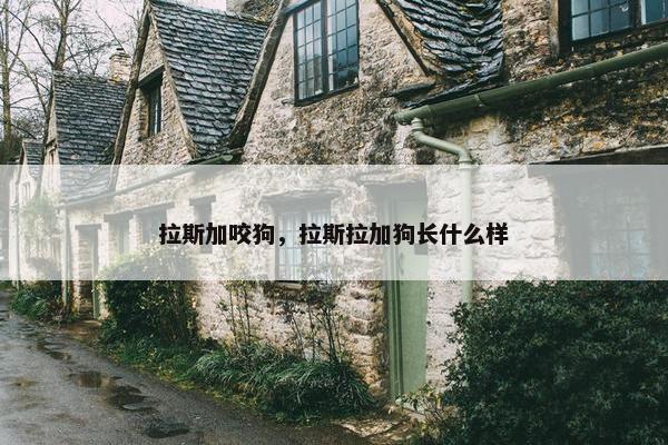 拉斯加咬狗，拉斯拉加狗长什么样