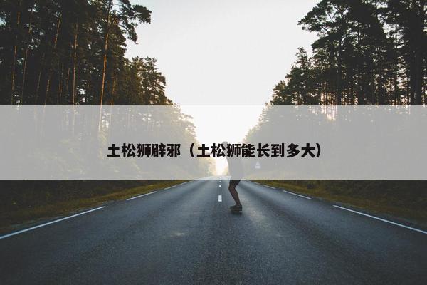 土松狮辟邪（土松狮能长到多大）