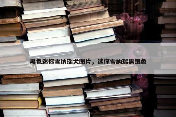 黑色迷你雪纳瑞犬图片，迷你雪纳瑞黑银色