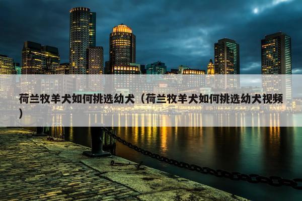 荷兰牧羊犬如何挑选幼犬（荷兰牧羊犬如何挑选幼犬视频）