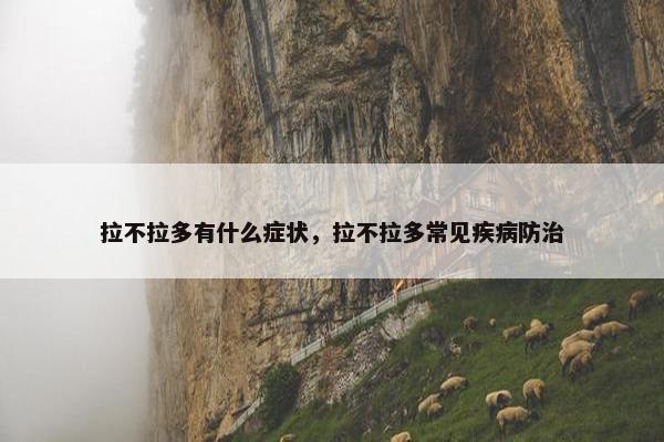 拉不拉多有什么症状，拉不拉多常见疾病防治