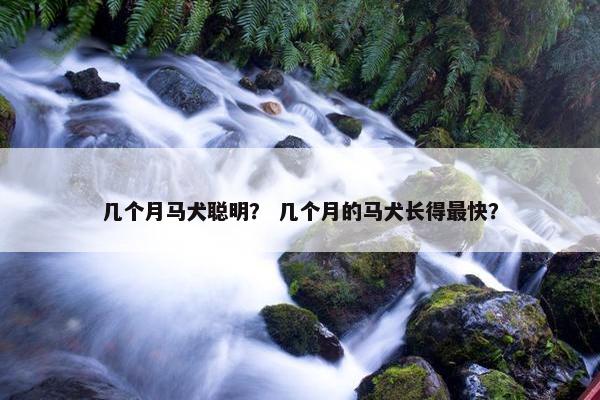 几个月马犬聪明？ 几个月的马犬长得最快？