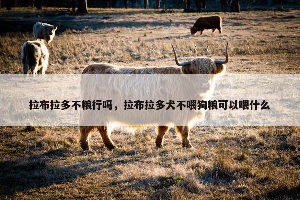 拉布拉多不粮行吗，拉布拉多犬不喂狗粮可以喂什么