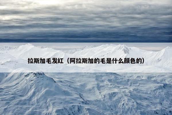 拉斯加毛发红（阿拉斯加的毛是什么颜色的）