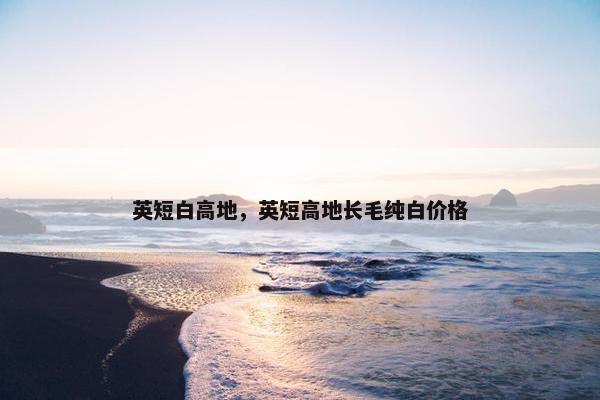 英短白高地，英短高地长毛纯白价格