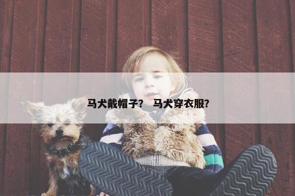 马犬戴帽子？ 马犬穿衣服？