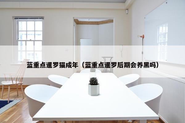 蓝重点暹罗猫成年（蓝重点暹罗后期会养黑吗）
