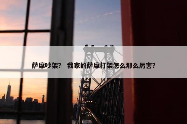 萨摩吵架？ 我家的萨摩打架怎么那么厉害？