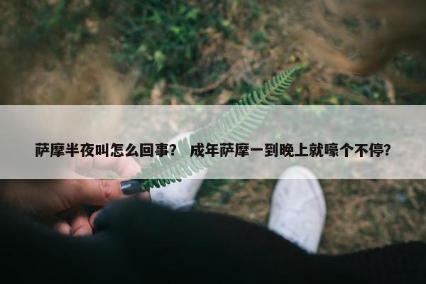 萨摩半夜叫怎么回事？ 成年萨摩一到晚上就嚎个不停？