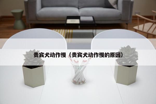 贵宾犬动作慢（贵宾犬动作慢的原因）