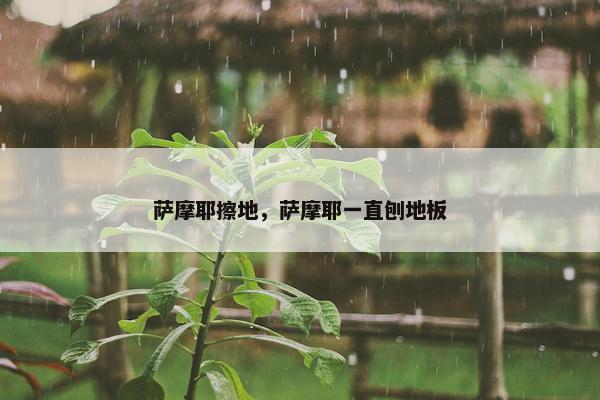 萨摩耶擦地，萨摩耶一直刨地板