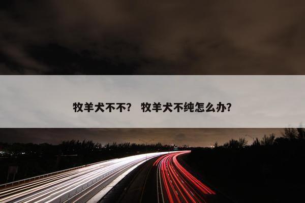 牧羊犬不不？ 牧羊犬不纯怎么办？