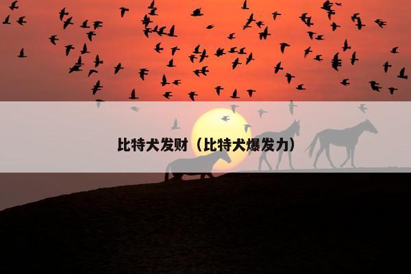 比特犬发财（比特犬爆发力）