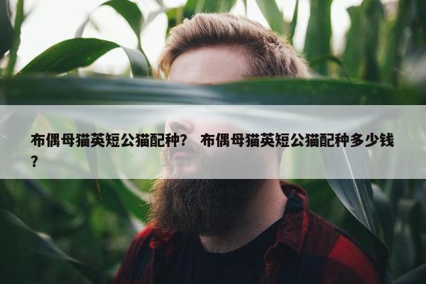 布偶母猫英短公猫配种？ 布偶母猫英短公猫配种多少钱？