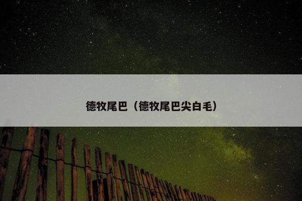 德牧尾巴（德牧尾巴尖白毛）