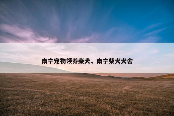 南宁宠物领养柴犬，南宁柴犬犬舍