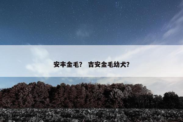 安丰金毛？ 吉安金毛幼犬？