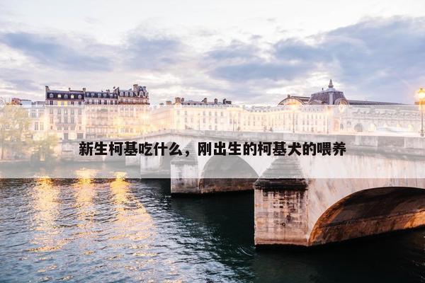 新生柯基吃什么，刚出生的柯基犬的喂养