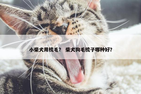 小柴犬用梳毛？ 柴犬狗毛梳子哪种好？
