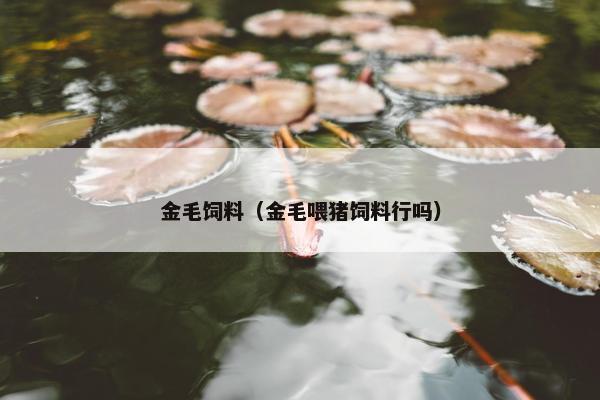 金毛饲料（金毛喂猪饲料行吗）
