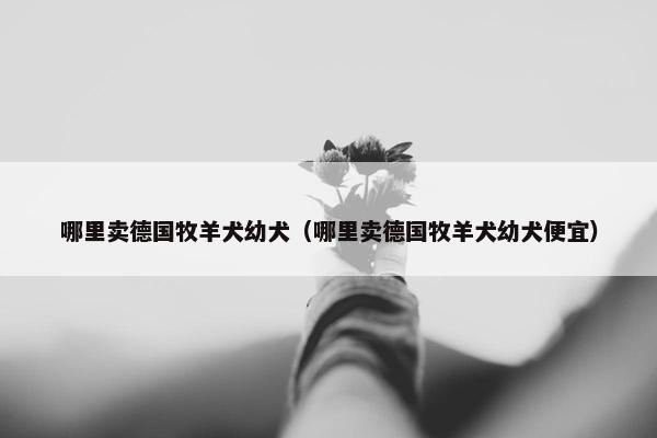 哪里卖德国牧羊犬幼犬（哪里卖德国牧羊犬幼犬便宜）