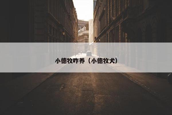 小德牧咋养（小德牧犬）