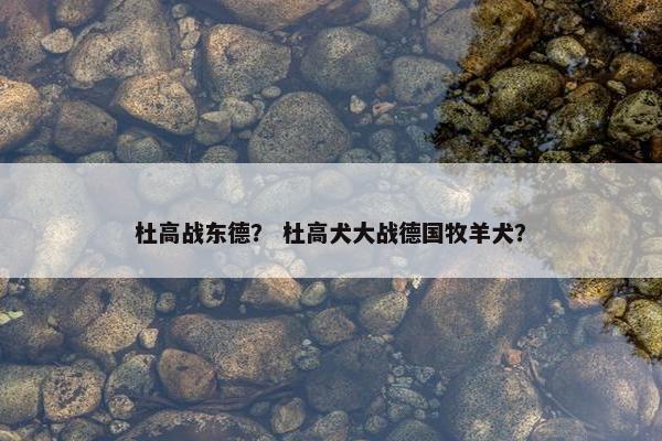 杜高战东德？ 杜高犬大战德国牧羊犬？