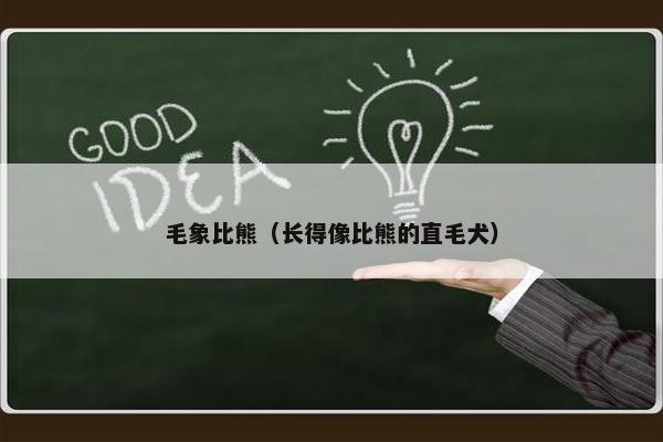 毛象比熊（长得像比熊的直毛犬）