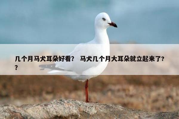 几个月马犬耳朵好看？ 马犬几个月大耳朵就立起来了?？
