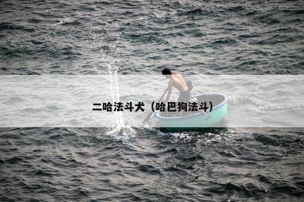 二哈法斗犬（哈巴狗法斗）