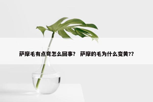 萨摩毛有点弯怎么回事？ 萨摩的毛为什么变黄?？