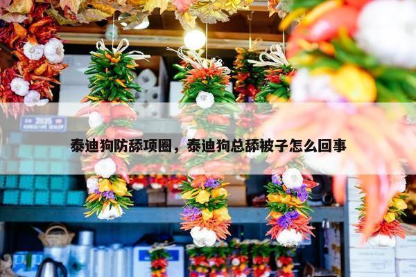 泰迪狗防舔项圈，泰迪狗总舔被子怎么回事
